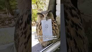 Is this owl from a magic school. #animals #cute #owl #love #funny