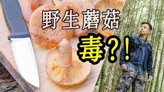 【舌尖上的澳洲】采野蘑菇的老大爷，真敢吃么？？！！