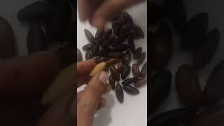 Baru Nuts Roasted /crunchy and delicious/ Brazilian baru nuts