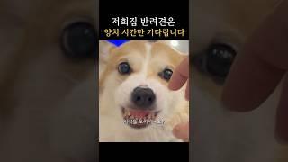 반려견 반려묘 쉽고 편안한 양치시간 캐니덴트 치약#유료광고