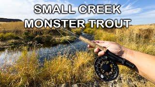 Small Creek, LOADED with Huge Trout and no one fishes it!?