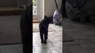 How my deaf and partially sighted 17 year old cat lets me know he wants to go outside  #fyp #cat