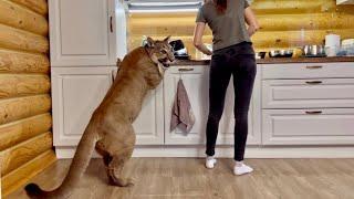 The hungriest puma in the world! Puma Messi can barely cope with emotions and asks Masha for dinner