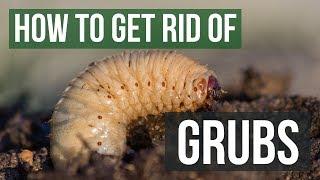 How to Get Rid of Grubs Guaranteed (4 Easy Steps)