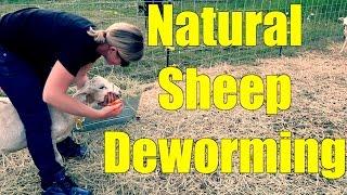 Deworming Sheep the Natural Way