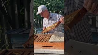 А что пчелы, жалят больно?Надо делать осмотр!