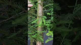 Summer cutback of a Swamp Cypress bonsai forest #terryerasmusbonsai #bonsai #bonsaitree