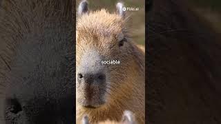 the biggest and friendliest rodent #shortvideo #animals #shortsfeed