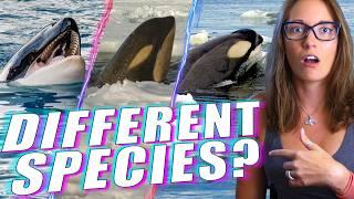 Radically Different Types of Orcas Revealed by a Marine Biologist