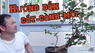 Hướng dẫn cắt cành mồi cây hoa giấy | Bonsai và làm vườn