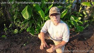 FREE Banana Plants for Group Members of ( Florida Banana Lovers )