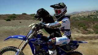 Pit Bull Whips Dirt Bike!