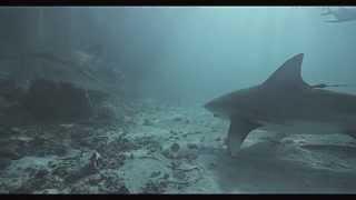 Tagged Bullshark in the Cape Eleuthera Marina