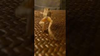 Tree Frog Jump in Slo-Mo!#frog #cute #slowmotion #cutefrog #treefrog #jump