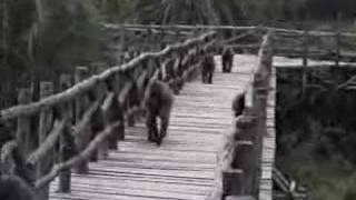 Baboons vs. Tourists, On Safari, Samburu Lodge, Kenya