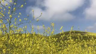 山花烂漫