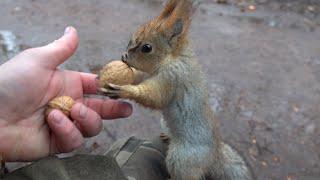 Ещё немного про белок и дождь / A little more about squirrels and rain