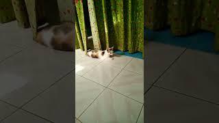 Kucing Lucu ngintip kamar...