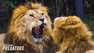 Africa's Killer Cats: Lions, Leopards and Cheetahs | Wildlife Icons 101