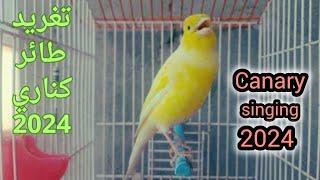 Canary bird singing 2024 to excite males and females to mate, hear it. You will not regret