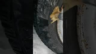 Уникальный способ покраски дисков без снятия с машины #automobile #техсоветы #diy #автохитрости
