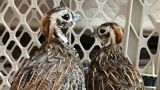 New Species of Quail Arrived!