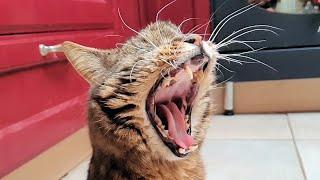 Cat Yawning In Slow Motion