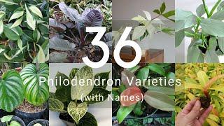 36 Philodendron Varieties with Identification