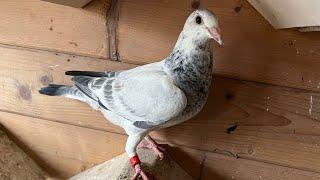 Absetzen der Brieftauben 2022 / Weaning of the racing pigeons 2022