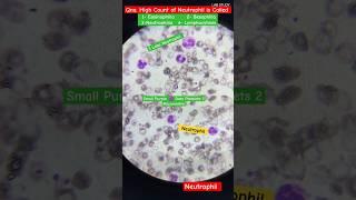 White blood cells||WBC identification quiz||white blood cells identification #wbc #lab