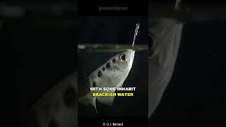 Archerfish | The Fish That Shoot Water Gun