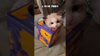 Flirting a cat with a box