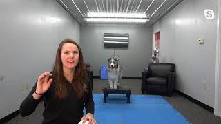 Facebook LIVE: Teaching Impulse Control to Your Dog