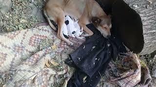 Brown Stray dog gave birth to five babies | Episode 6 | Mountain Village | Autumn #trending #youtube