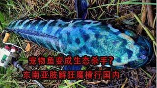 宠物鱼变成生态杀手？东南亚肢解狂魔横行国内，现已入侵北美