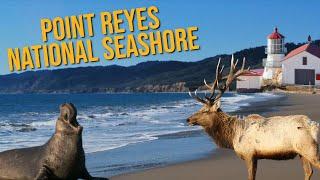 A Visit to Point Reyes National Seashore