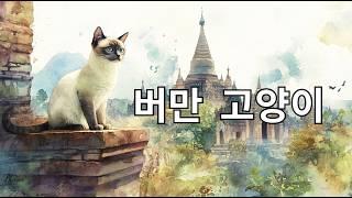 버만 고양이: 역사, 특성 및 관리 팁 - Birman Cats - Korean