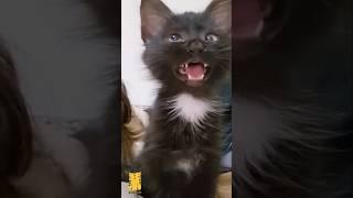 black cat viral video  reaction  #cat #viralshorts #funny #shorts #youtubeshorts