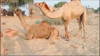 camel smell #smellvideo #camelpose #camelsofdesert #camelot #camel2023 #camellife #camellover