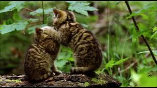 Der Harz: Wildkatzen (HD)