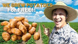 Growing Potatoes for FREE vs $10 Dollars! THE RESULTS ARE IN