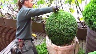 The London Gardener - Topiary (Buxus/Box Clipping)