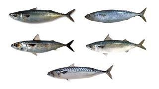 5 Species of Mackerel (Genus Scomber) | Mackerels With Their Scientific Names