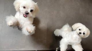 MALTESE PUPPY AND DADDY GOT BEEF! 