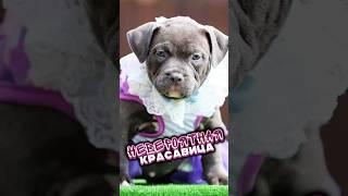 Американские булли могут быть не только грозными, но и милыми! И этот щенок вам это докажет!