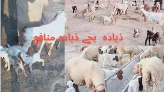 Profitable Goat Farming In Pakistan
