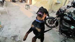 smart Rottweiler Mr Max Learn jump Basic Training  