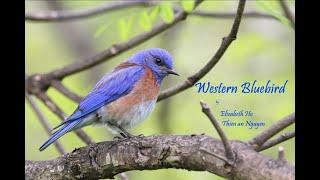 Western Bluebird Parents Feeding their Chicks (Birding17)