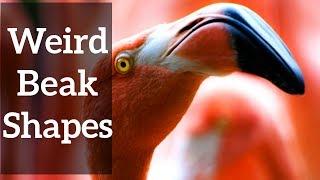 Weird Beak Shapes - And Why They Make Sense