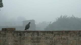 Pigeon in winter season | Thand mai kabootar khane ki talash mai| Pigeon walking | Dana kha raha hai